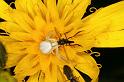 Misumena_vatia_D4943_Z_90_Les Gris_Frankrijk